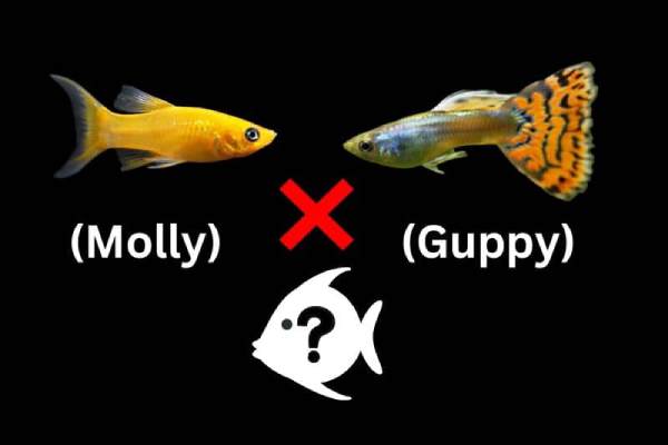 Muppy fish! Molly and Guppy hybrid? (Explained)