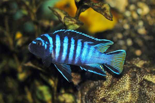 Cold Water and Cichlids: Their Different Tolerances