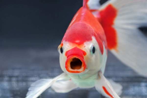 Do fish feel pain? What science says