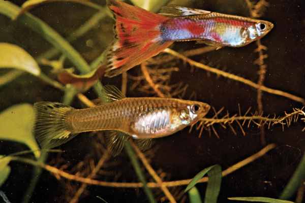 Do Guppy Fish Change Colors? Causes And Health Indicators