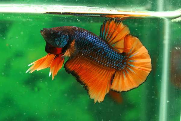 Dropsy In Betta Fish: Causes, Symptoms & Treatment