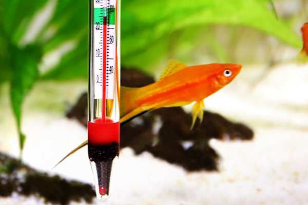 How to Lower the Temperature of my Aquarium: Best Options