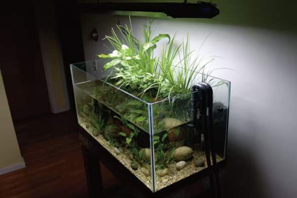 What Is a Biotope Aquarium? Types & Classification