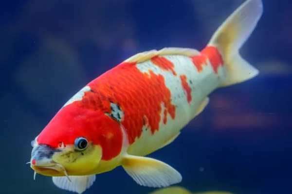 Koi Fish Eyes - Understanding How they Function