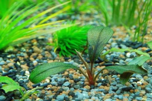 Aquarium plants to root in logs and stones