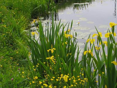 Water Iris (Iris Pseudacorus)