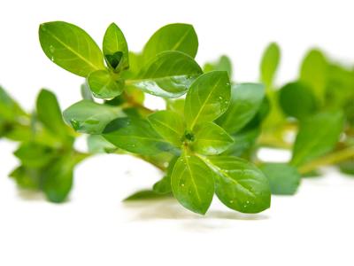 Water Purslane (Ludwigia)