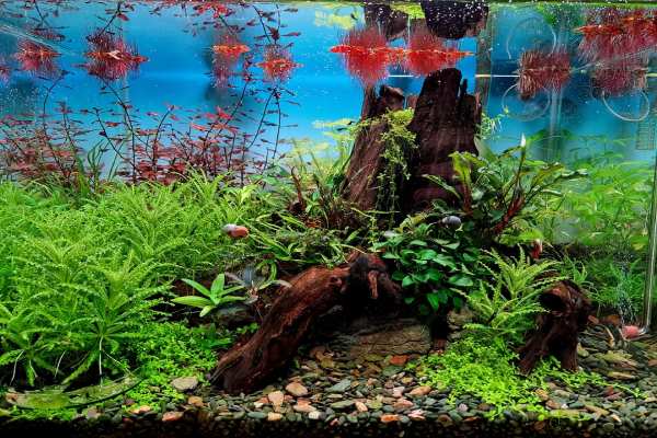 Aquarium Plants that do Not Need Substrate