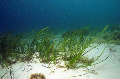 Eelgrass (Vallisneria)