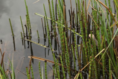 Horsetail (Equisetum Arvense)