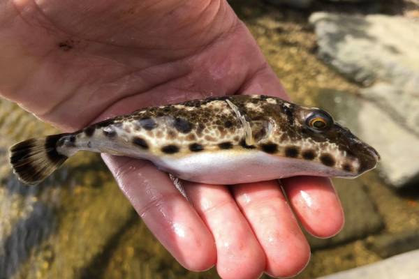 Pufferfish Species & How to Catch this Poisonous Fish!