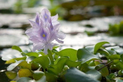 Water Hyacinth For Koi Pond