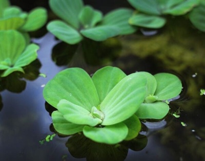 Water Lettuce (Pistia stratiotes)