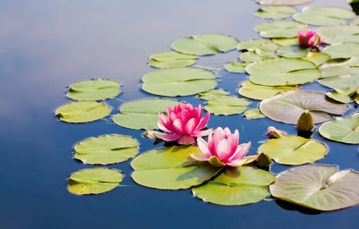 Water lotus