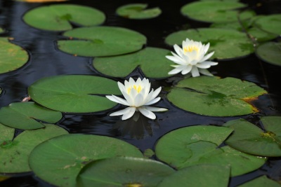 Water Lily (Nymphaea)