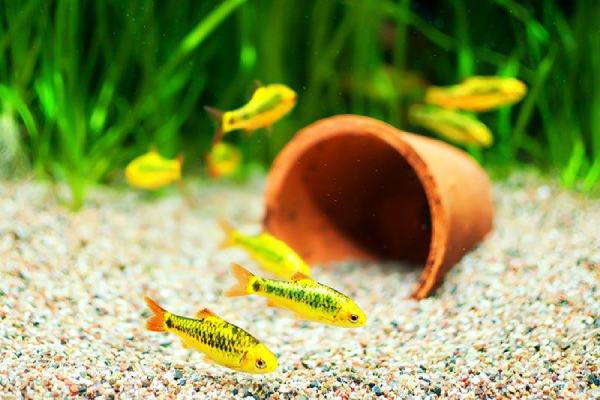 The Cheapest Substrates for Your Planted Fishtank