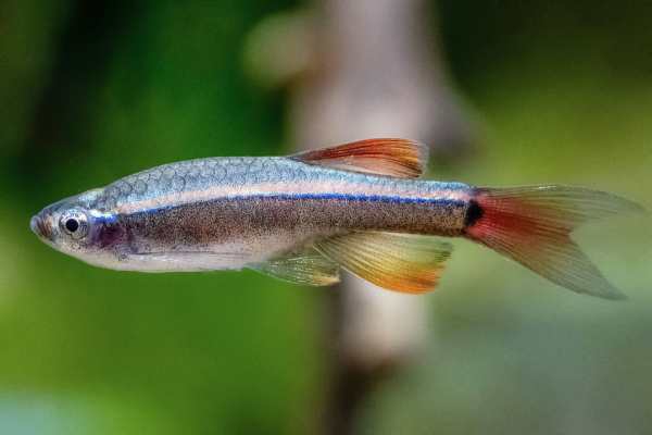 Can Minnows be Kept in a Garden Pond? What to Know