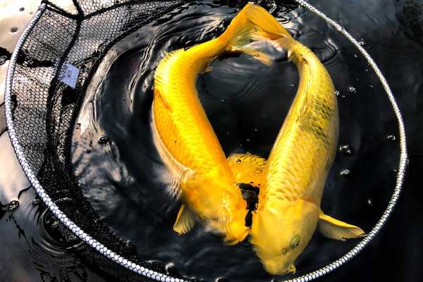 White Koi Fish [Japanese Koi Fish Varieties]